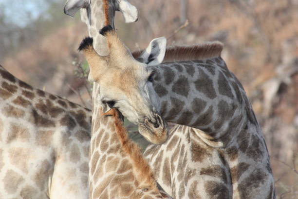 istock Giraffe - Savuti National Park Botswana 905261352