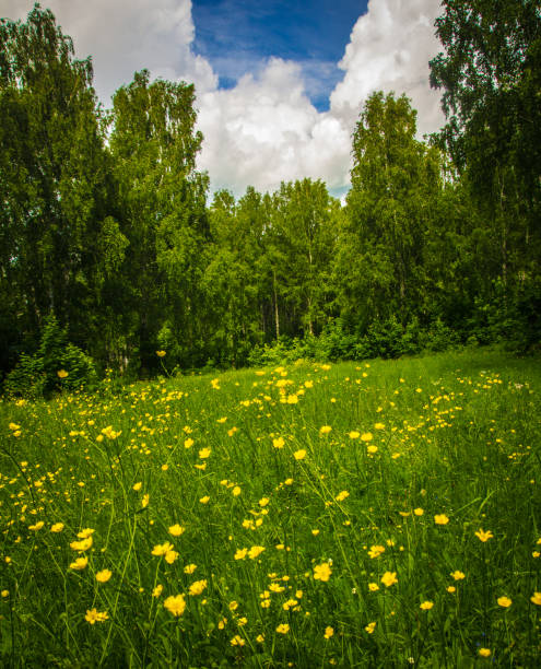 istock yellow flowers.Glade with Ranunculus acris L. 905262402