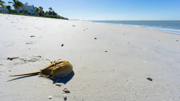 USA, Florida, Horseshoe Crab on the white sand beach after a storm