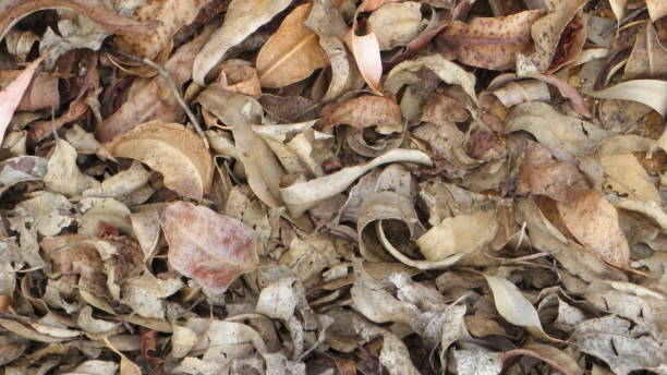 istock dry leaves lying on the ground 905266742