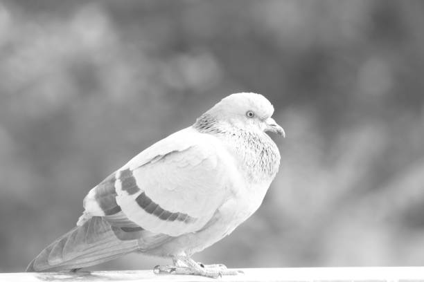 istock Birds-Life : Profiles of Pigeon bird 905268076