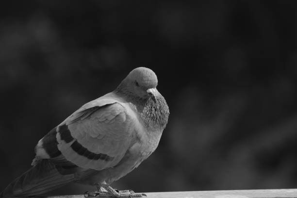 istock Birds-Life : Profiles of Pigeon bird 905268158