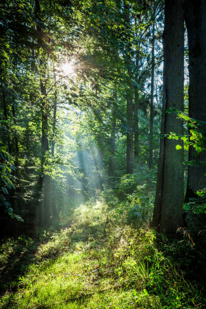 istock Sunrise in the green forest in summer, Poland 905268620