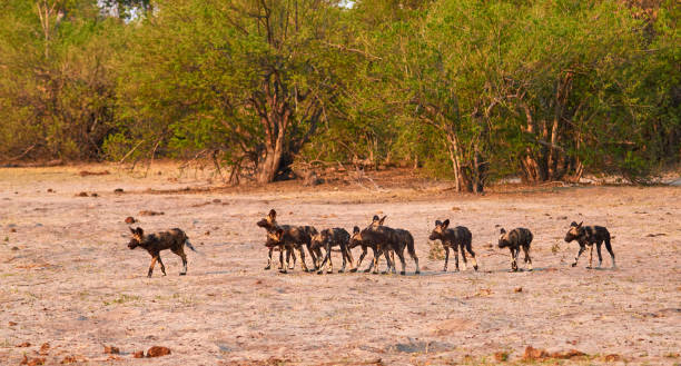 istock Pack of wild dogs 905273396