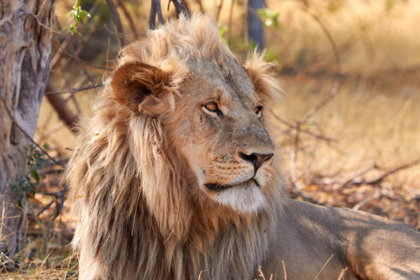 istock Big kalahari lion 905273700