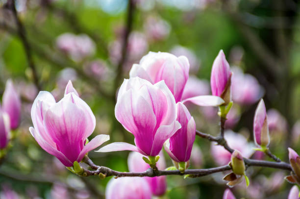 istock Magnolia flower blossom in spring 905273894