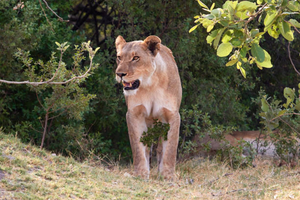 istock The lioness just waking up 905274340