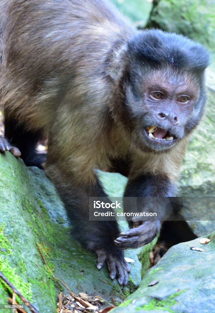 Capucin Monkey walking among rocks Capuchin Monkey walking among rocks Africa Stock Photo