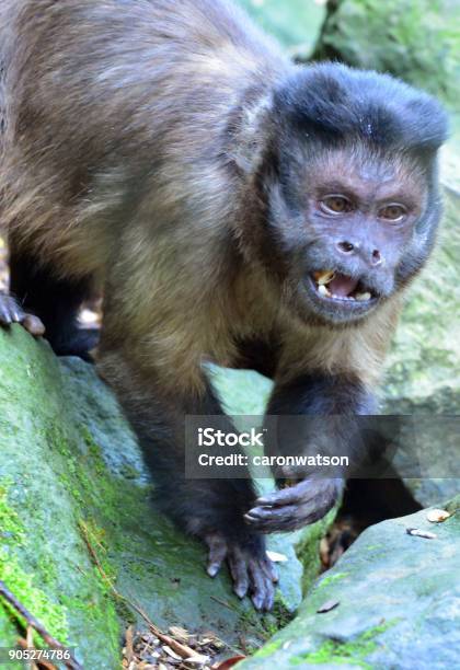 Capucin Monkey Walking Among Rocks Stock Photo - Download Image Now - Africa, Animal, Animal Body Part
