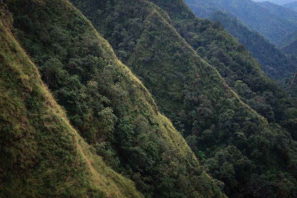 istock High Angle View Of Trees In Forest 905278246
