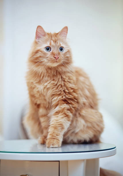 istock The striped red cat sits on the table. 905278396