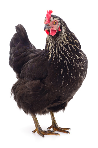 Young black hen isolated on white background.