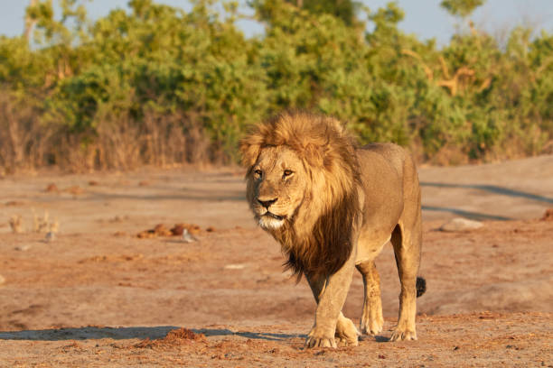 istock Big lion in the sunset 905278798