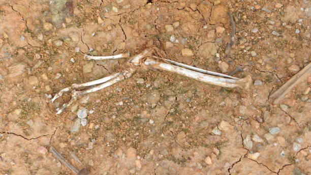 istock animal bones in clay soil 905279214