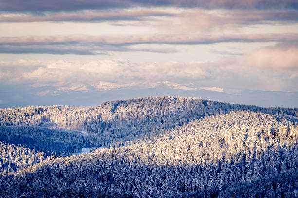 이른 아침 눈 덮여 태양 광선에 의해 데워 검은 숲 - cross country skiing black forest germany winter 뉴스 사진 이미지