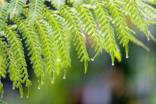 Lush green branch, wet. Tropical rain. Thailand rain season