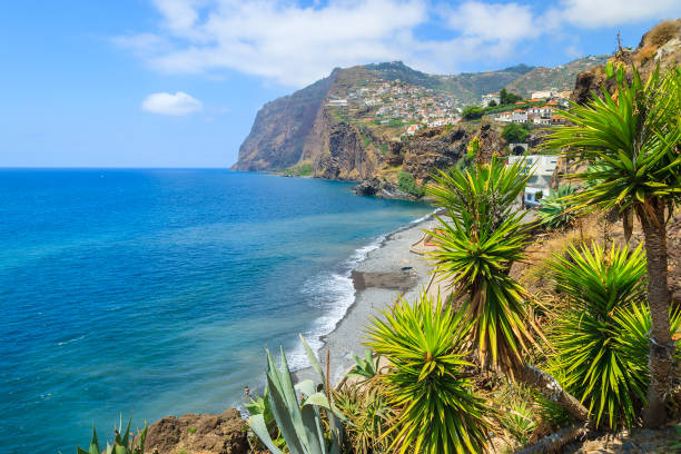 vista da falésia do cabo girao e as plantas tropicais da agave de cidade de câmara de lobos em primeiro plano, ilha da madeira, portugal - madera - fotografias e filmes do acervo