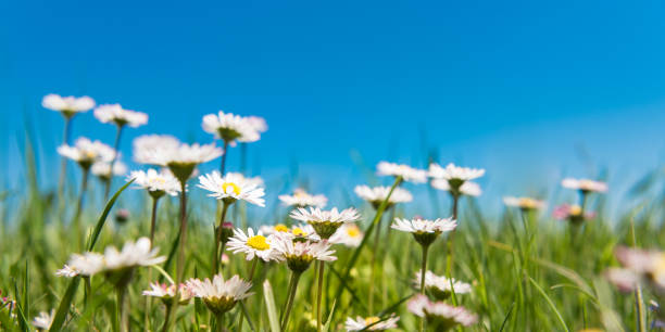 fleurs marguerites devant le ciel bleu - chamomile plant photos et images de collection