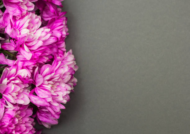 istock Chrysanthemum flowers on a gray background. 905290104