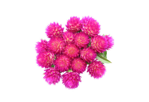 istock flower head of globe amaranth in a white background 905299716