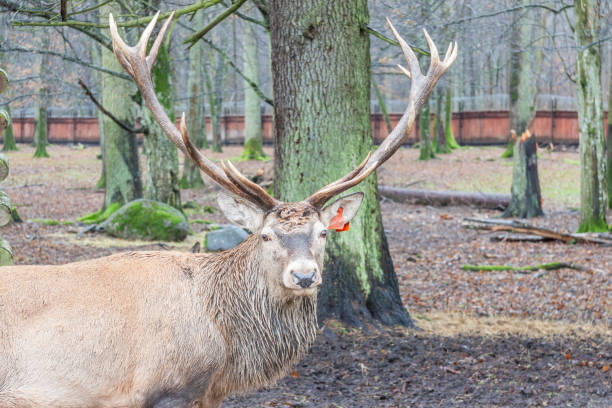 Big old deer in Bialowieski National Park - Poland.