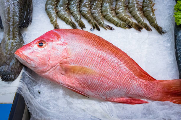 fresh red snapper 1 fresh catch of red snapper on mediterranean market snapper head stock pictures, royalty-free photos & images
