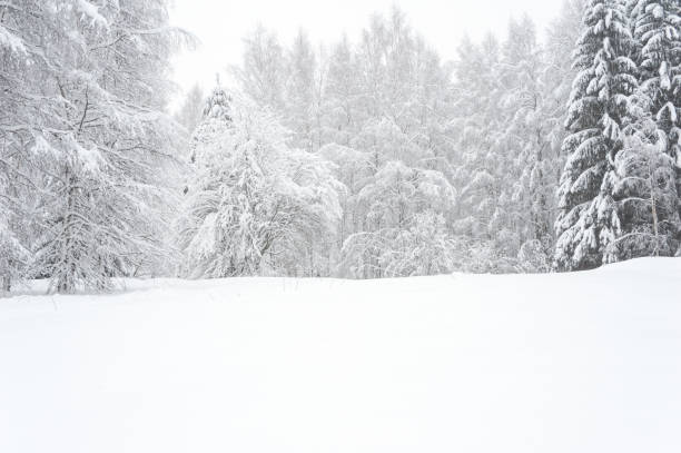 Winter landscape with snowy trees Winter landscape with snowy trees deep snow stock pictures, royalty-free photos & images