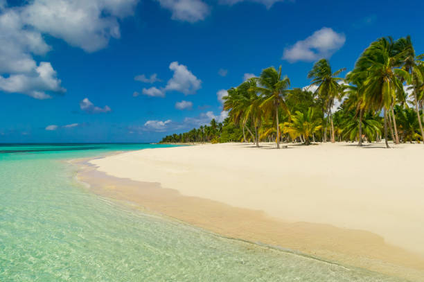 istock Dominican Republic Dream Beach 905303980