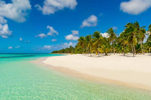 istock Dominican Republic Dream Beach 905303984