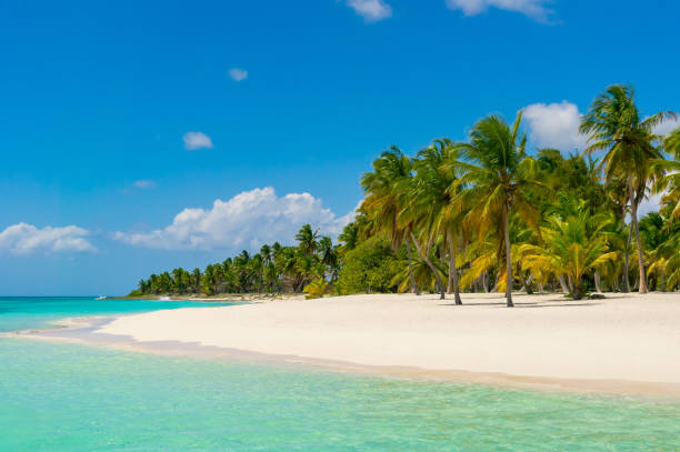 istock Dominican Republic Dream Beach 905303992