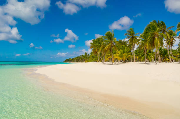 istock Dominican Republic Dream Beach 905303998