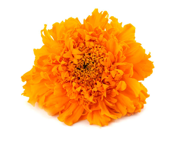 istock Orange Marigold flower, Tagetes erecta, Mexican marigold, Aztec marigold, African marigold isolated on white background 905304014