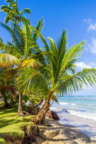 istock Dominican Republic Dream Beach 905304216
