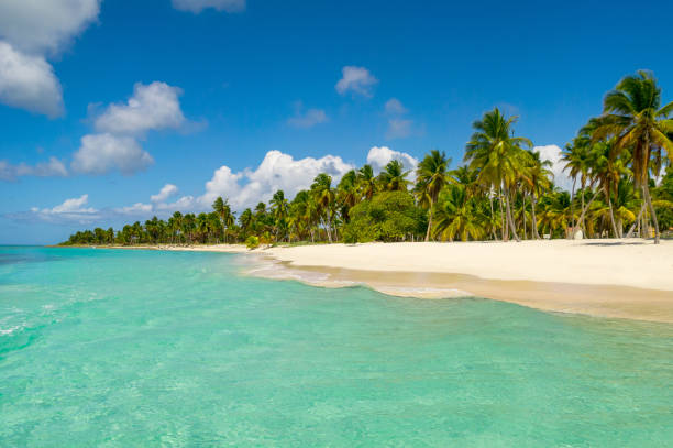 istock Dominican Republic Dream Beach 905304226