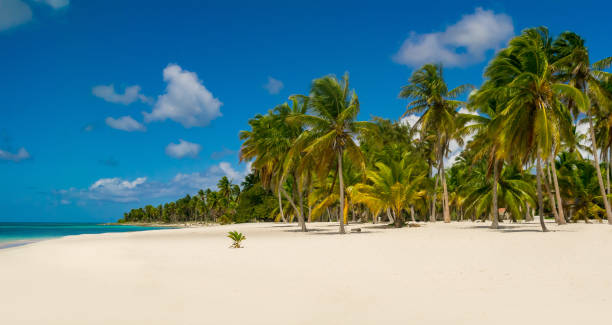 istock Dominican Republic Dream Beach 905304246