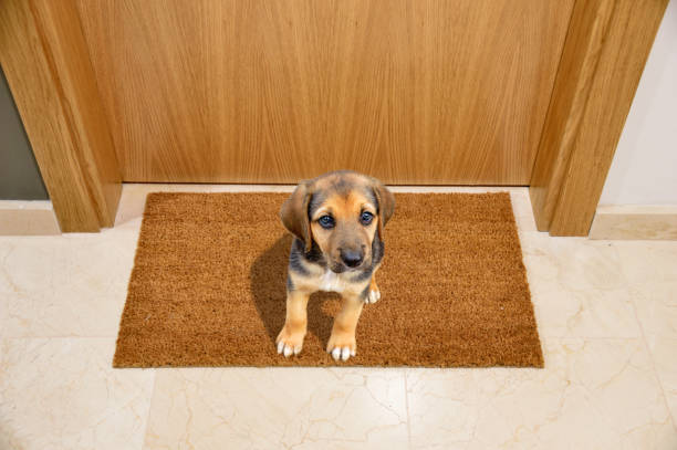 istock Dog welcome home 905304294