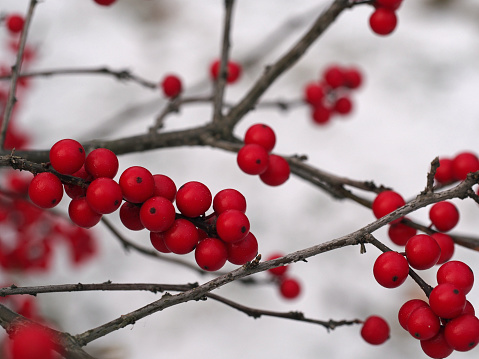 Branches of Winterberry Holly against snowy background.
