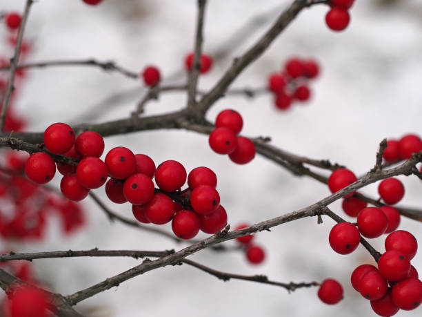 Winterberry Branches Branches of Winterberry Holly against snowy background. winterberry holly stock pictures, royalty-free photos & images