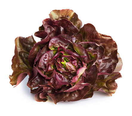 Lettuce red, salad rougette on white background