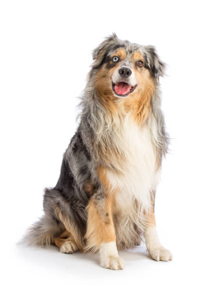 istock Australian shepherd blue merle is sitting 905305194