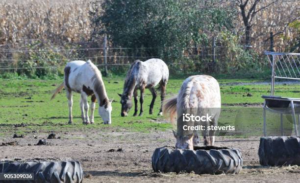 Three Grazing Horses Stock Photo - Download Image Now - Agriculture, Animal, Animal Dung