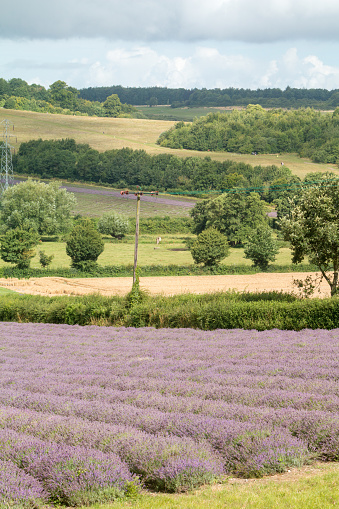 Lavender fields located outside the village of Eynsford in Kent