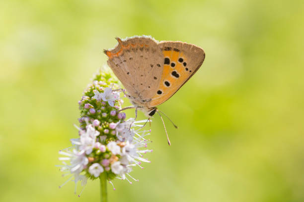 Small or common copper butterfly lycaena phlaeas closeup Closeup of a small or common Copper butterfly, lycaena phlaeas, feeding nectar of white flowers in a floral and vibrant meadow with bright sunlight. red routine land insects stock pictures, royalty-free photos & images