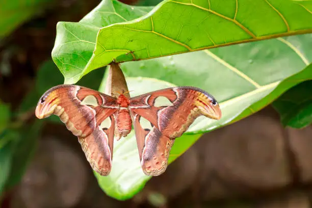 Large Atlas moth tropical butterfly (Attacus atlas) resting on a big green leaf in jungle vegetation.