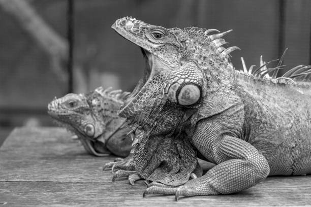 istock Yawning Iguana picture in Black and White 905311734