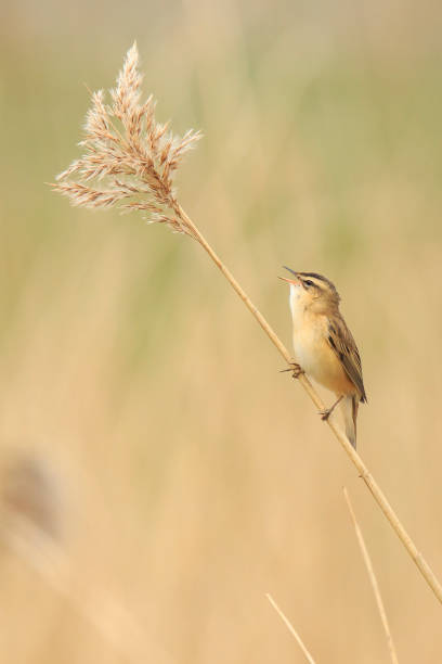 istock Sedge Warbler, Acrocephalus schoenobaenus, singing perched in a reed bed 905311878