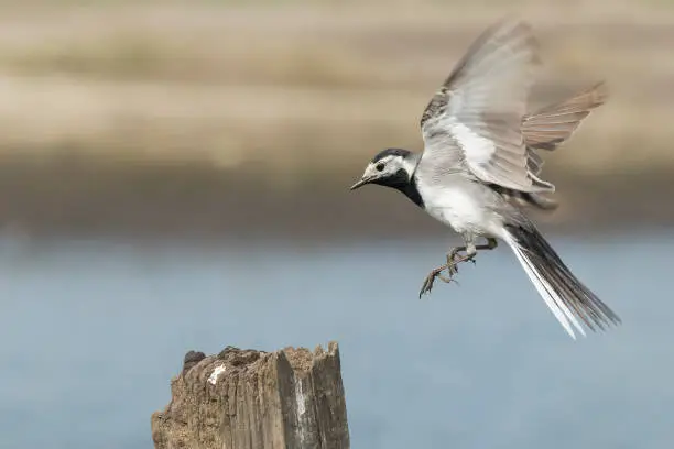 Closeup of a White Wagtail, Motacilla alba, in flight. Bird with white, gray and black feathers. The White Wagtail is the national bird of Latvia