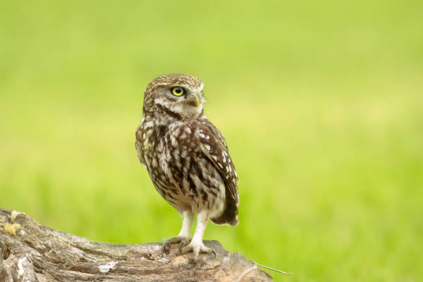 istock Close up portrait Little owl, Athene noctua, perched while hunting 905311904