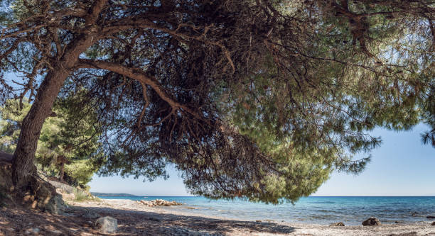 istock Curved, twisted old pine tree at the beach, pine tree with huge shade at wild beach 905314568