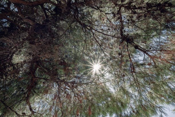 Old pine tree at the beach, pine tree with huge shade at wild beach at the peninsula Kassandra, Halkidiki, Greece.